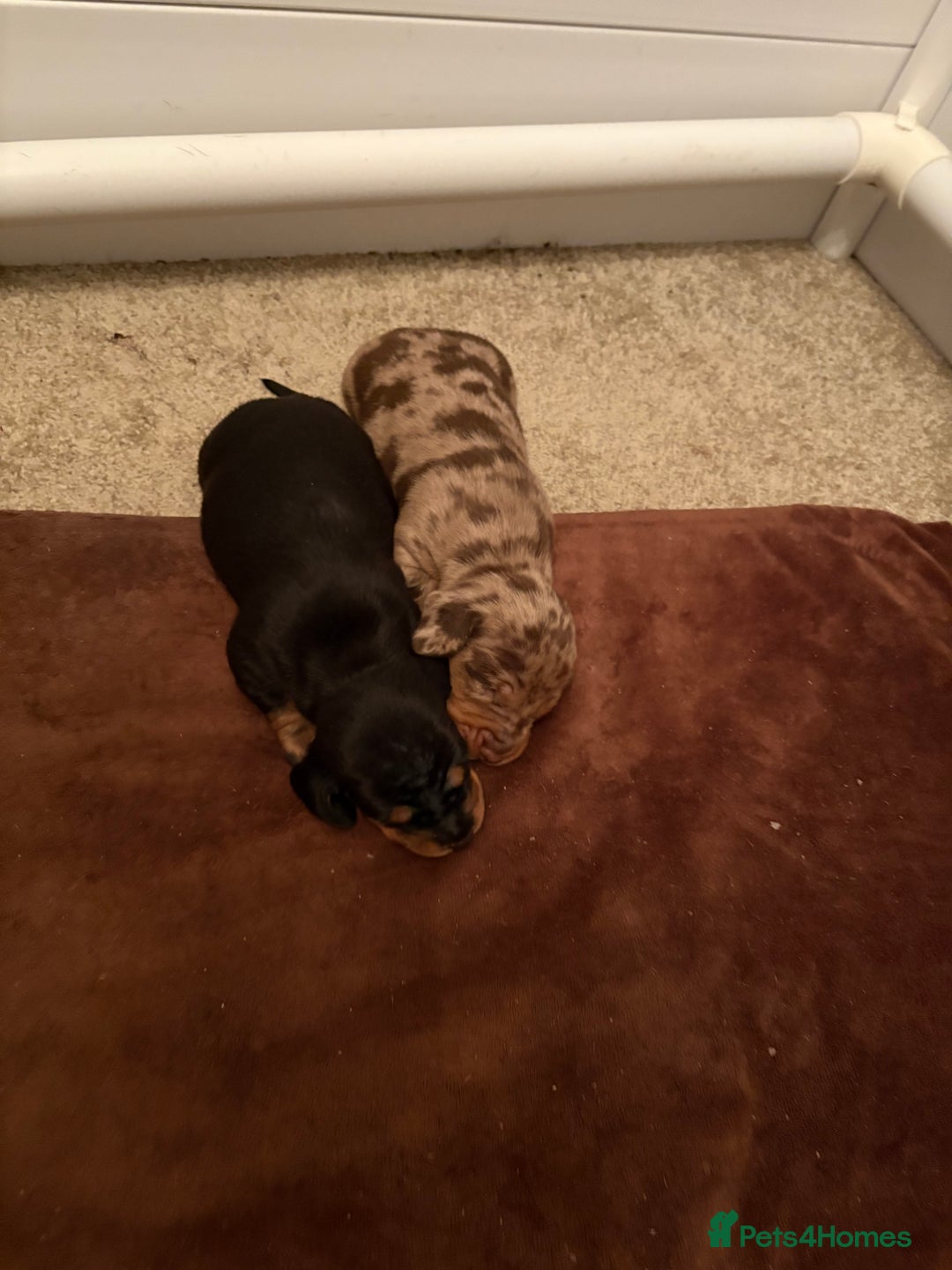 Dachshund dogs for sale: Standard Dachshund Puppies  - Image 9
