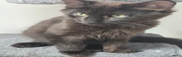 Siberian cats for sale: 5 Gorgeous Hypoallergenic Siberian Kittens in Smethwick - Advert 6