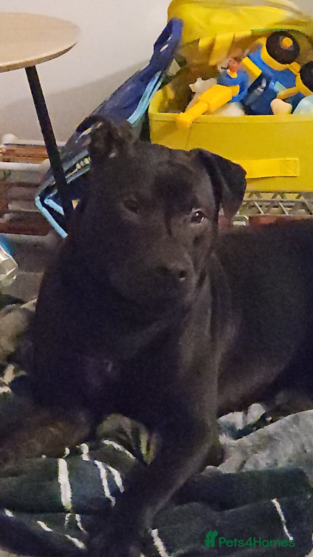 Mixed Breed dogs for sale: Mixed breed for sale - Advert 5