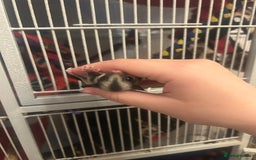 Sugar Glider rodents for sale: Joey sugar glider female.OOP- 16/09/2025 - Image 6