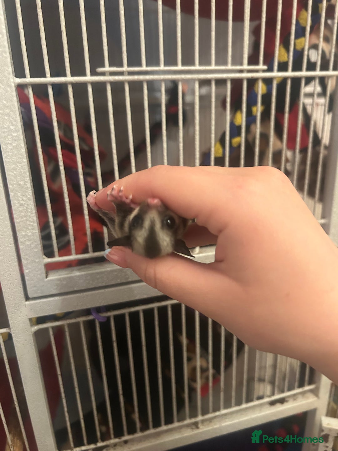 Sugar Glider rodents for sale: Joey sugar glider female.OOP- 16/09/2025 - Image 6