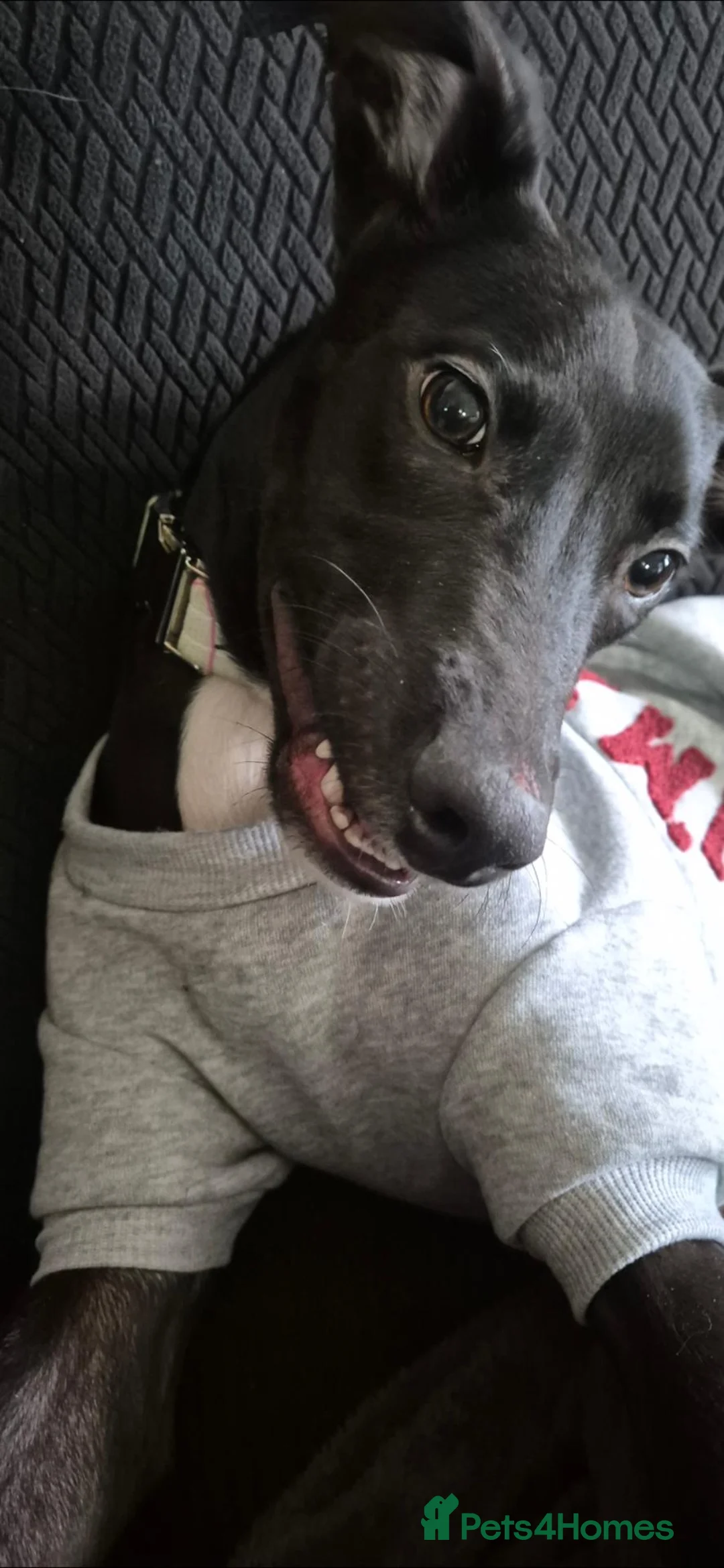 Lurcher dogs for sale: 1 year old male lurcher - Advert 2
