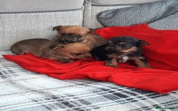 Chorkie dogs for sale: Chihuahua  Cross Yorkshire  - Image 20
