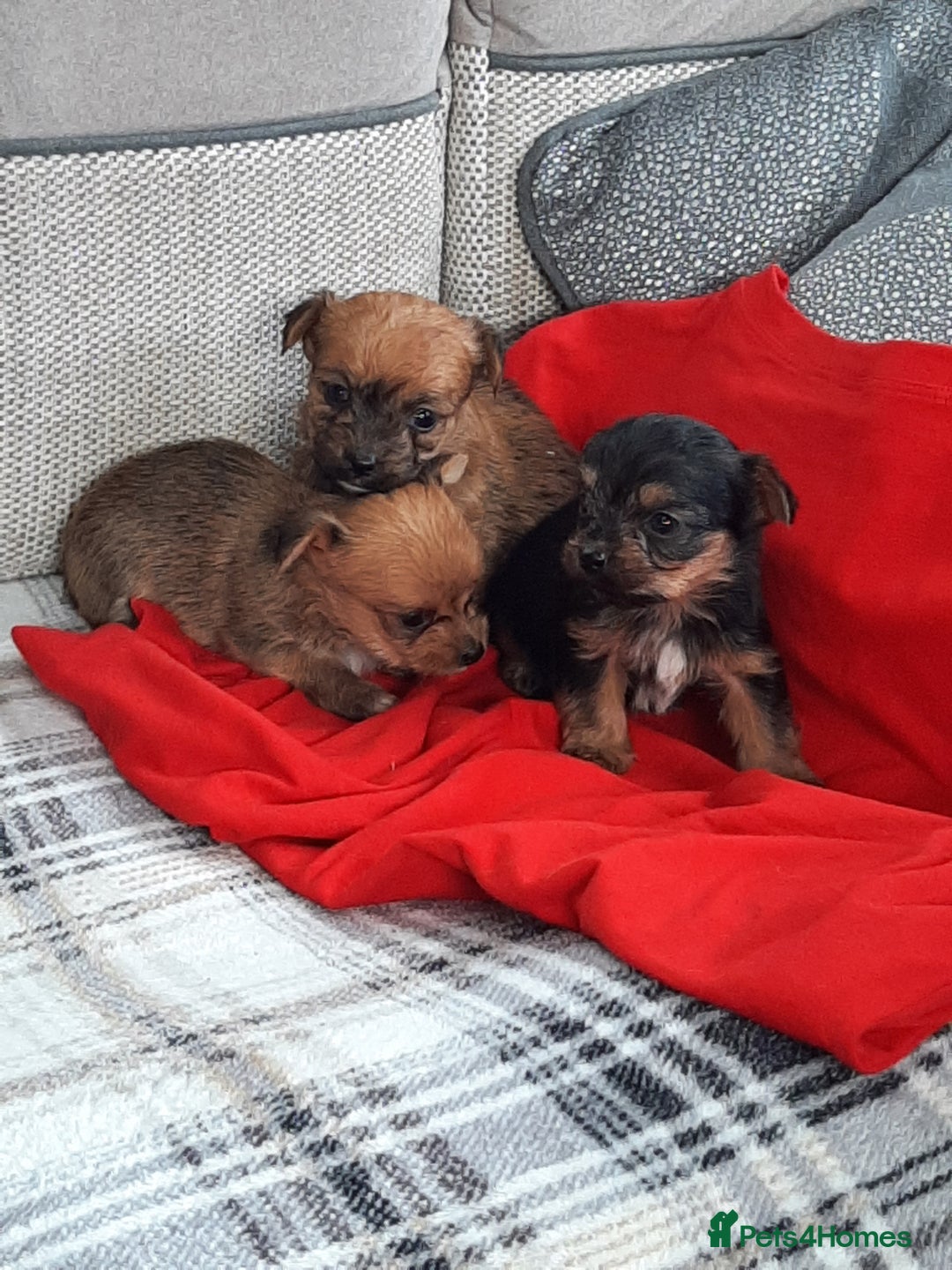 Chorkie dogs for sale: Chihuahua  Cross Yorkshire  - Image 20