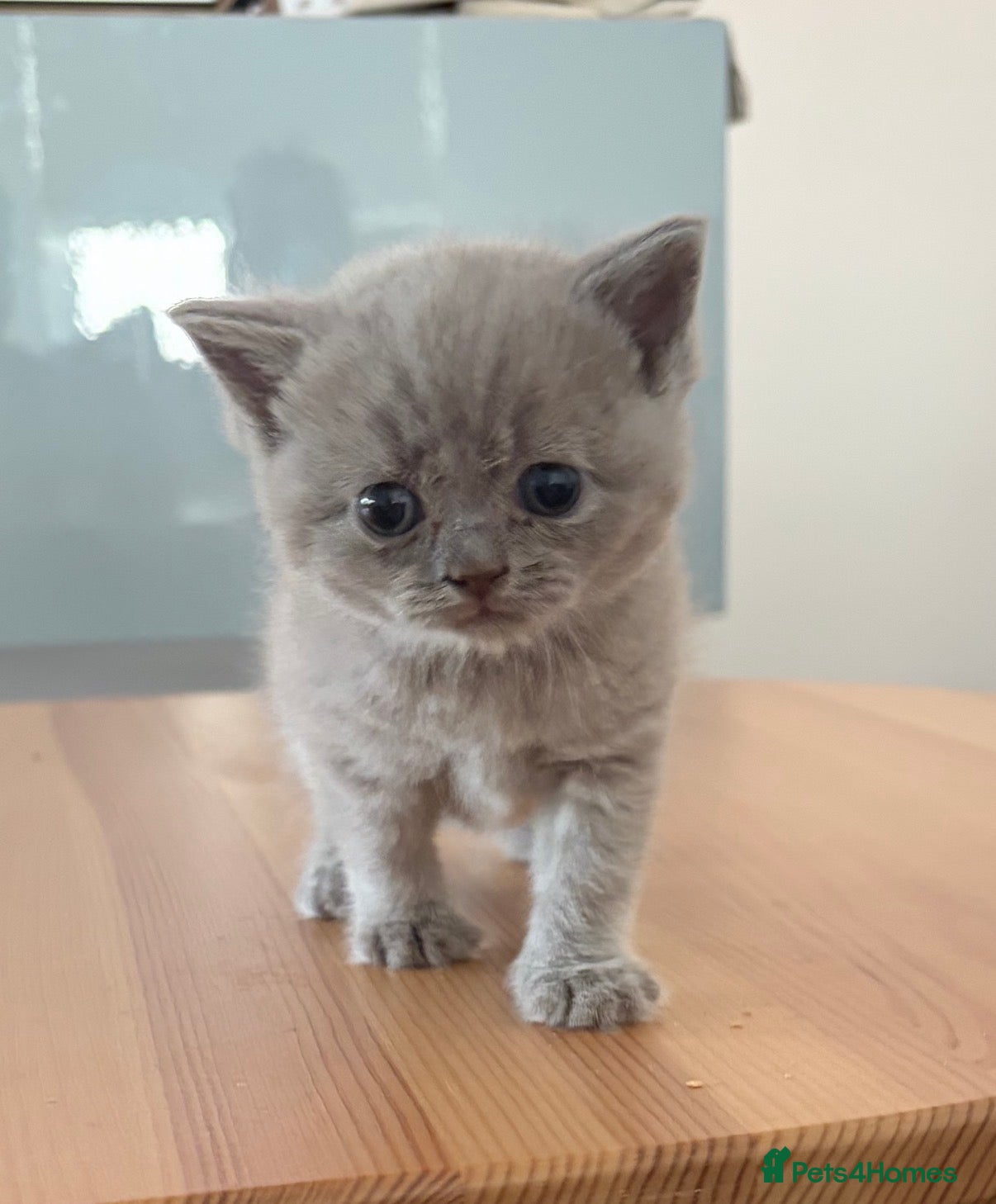 British Shorthair cats British Shorthair Kittens  - Advert 2