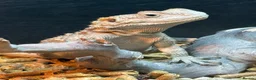 Dragon reptiles for sale: Painted dragon + full set up  - Advert 5