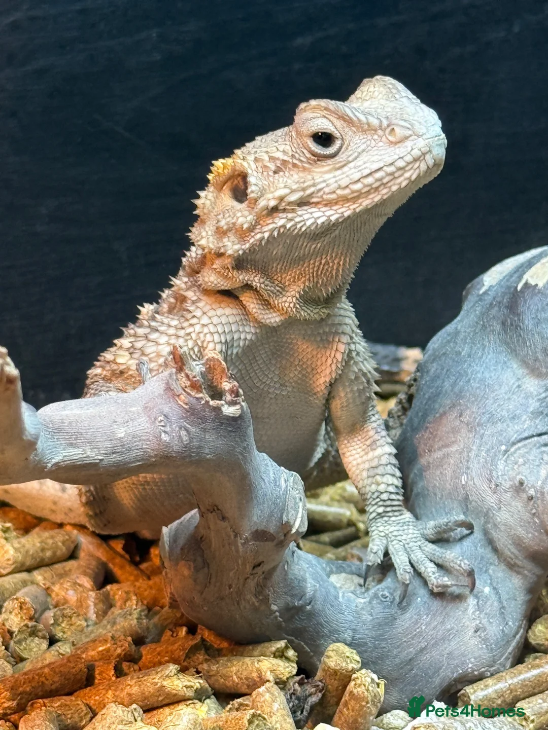 Dragon reptiles for sale: Painted dragon + full set up  - Advert 5
