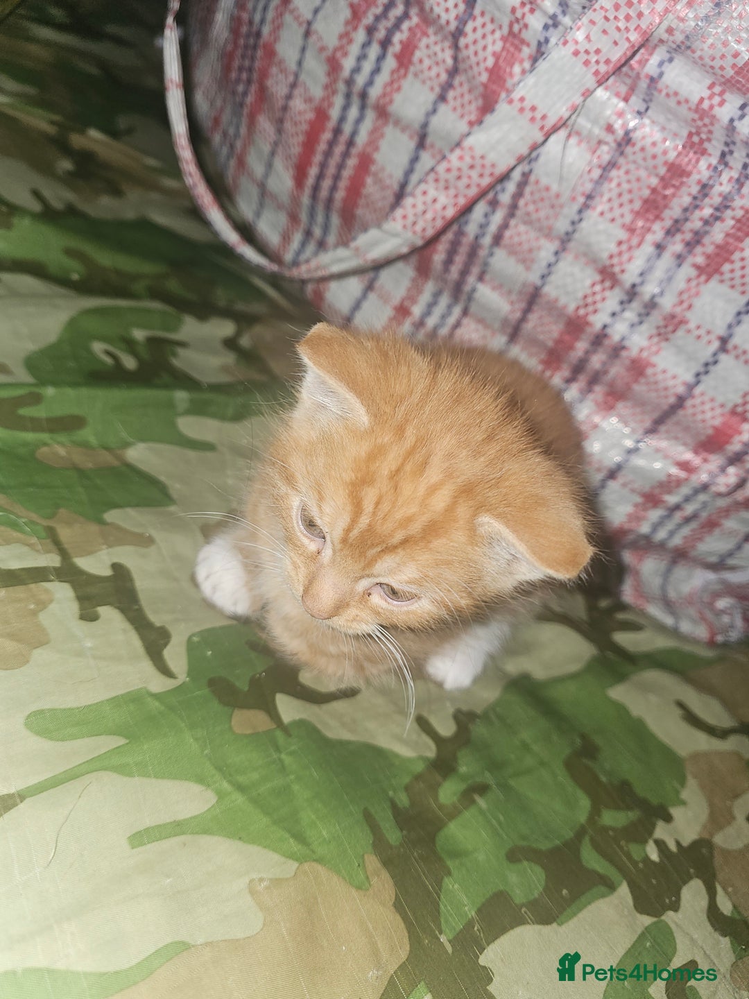 Munchkin cats for sale: Cute little munchin kitten rady to go - Advert 4