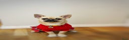 Chug dogs for sale: Bubbles (6 Months - Female Chug) - Advert 7