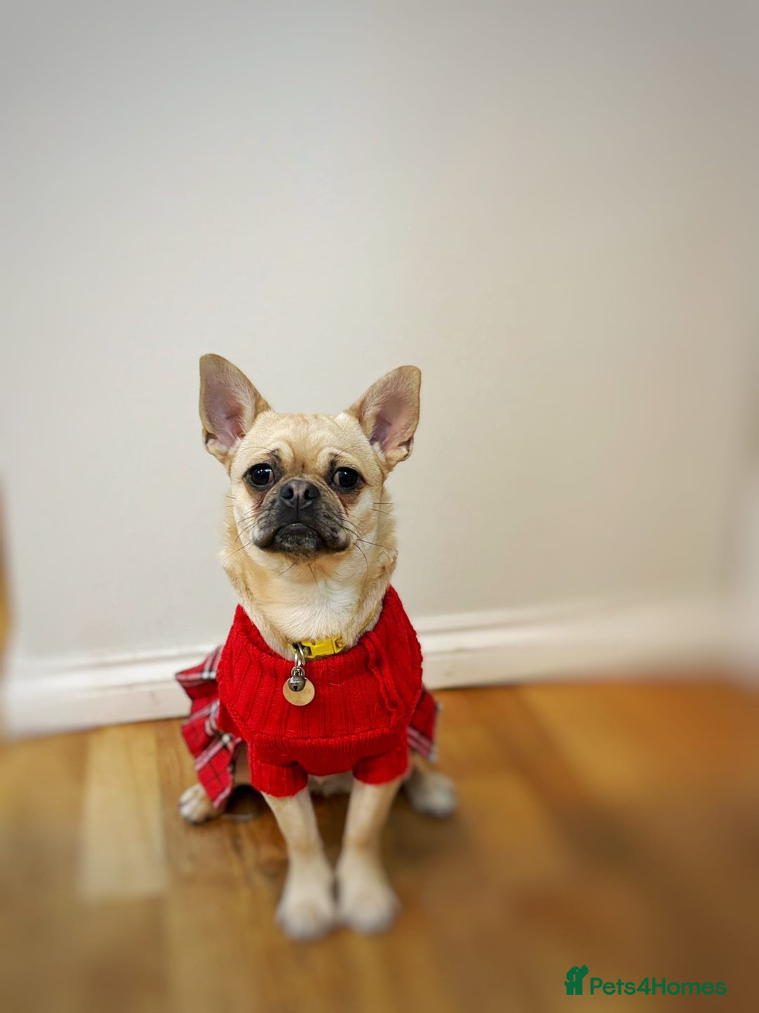 Chug dogs for sale: Bubbles (6 Months - Female Chug) - Advert 7