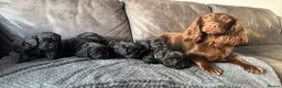 Cockapoo dogs for sale: 🐶 Adorable F1B Cockapoo Puppies 🐶 in Swadlincote - Advert 2