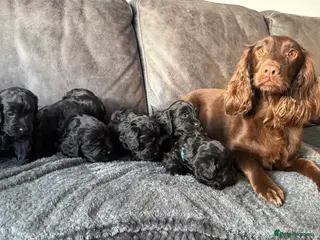 Cockapoo dogs 🐶 Adorable F1B Cockapoo Puppies 🐶 - Advert 1