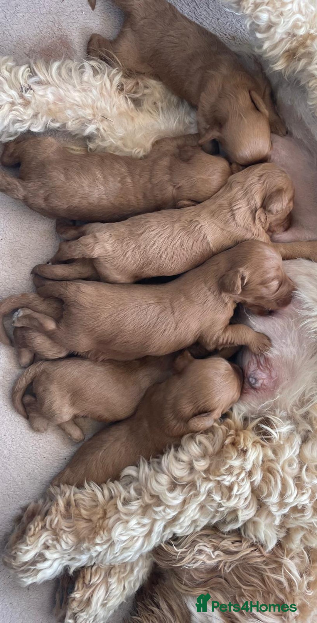 Cockapoo dogs for sale:  Teddy Bear type Cockapoos. - Image 12