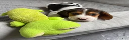 Beagle dogs for sale: Beagle puppies 🐶🐾 - Advert 2