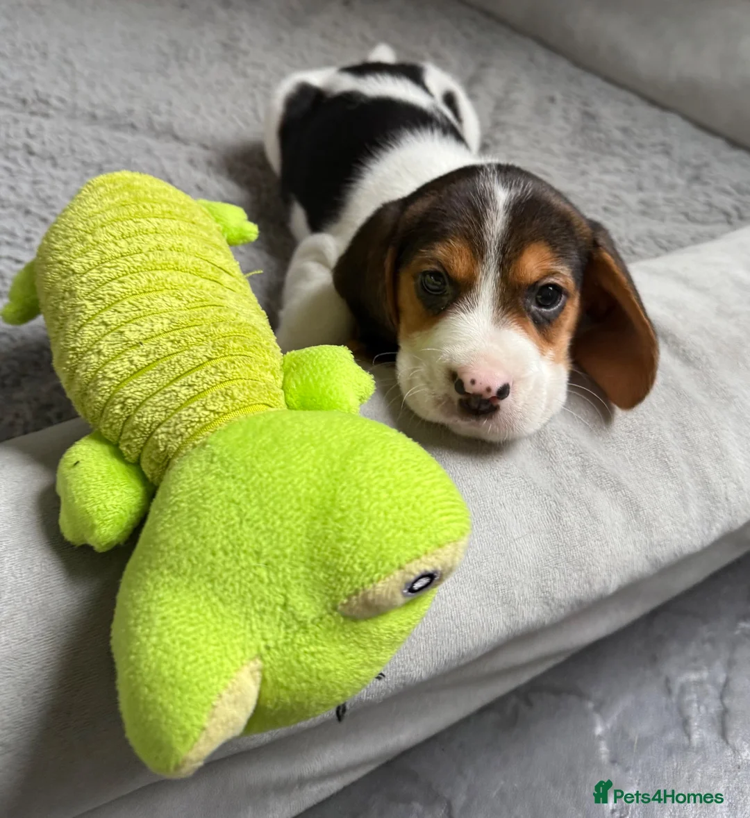 Beagle dogs for sale: Beagle puppies 🐶🐾 - Advert 2