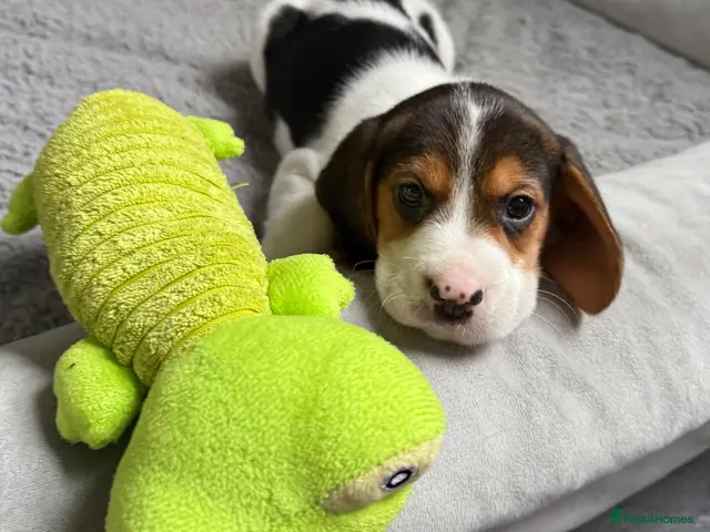 Beagle dogs Beagle puppies 🐶🐾 - Advert 1