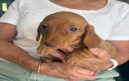 Miniature Dachshund dogs for sale: KC reg PRA clear smooth mini dachshund puppies - Image 3