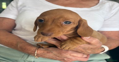 Miniature Dachshund dogs - Advert 4