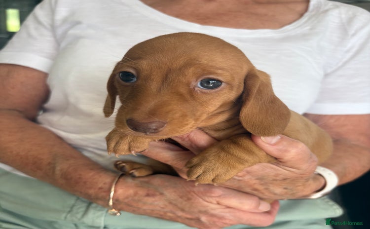 Miniature Dachshund dogs - Advert 5