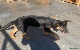 Mixed Breed dogs for adoption: Amelia, 8 months old, Available for adoption. - Advert 11