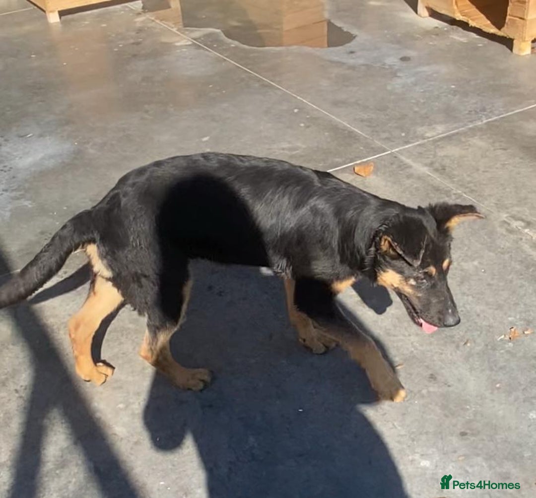 Mixed Breed dogs for adoption: Amelia, 8 months old, Available for adoption. - Advert 11