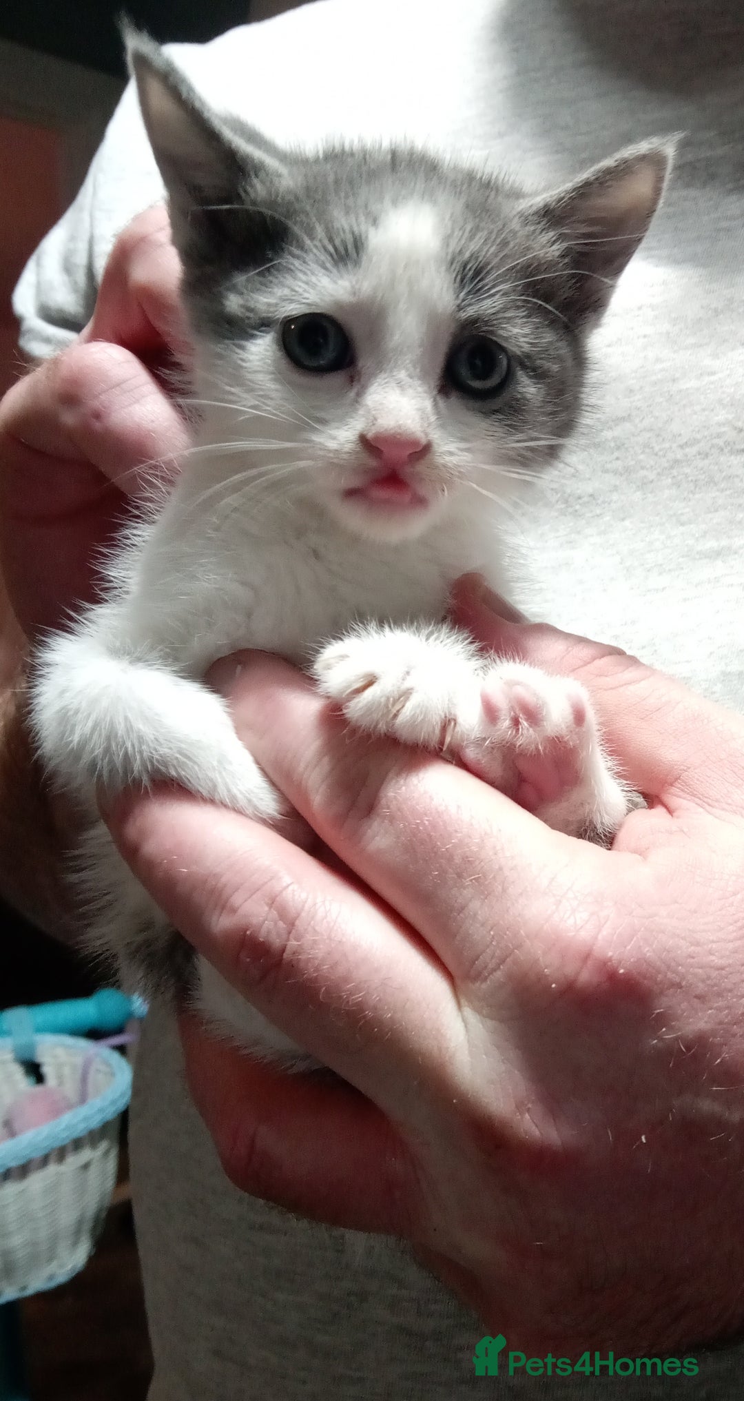 Mixed Breed cats for sale: 3 very loving girls looking for forever homes - Advert 5