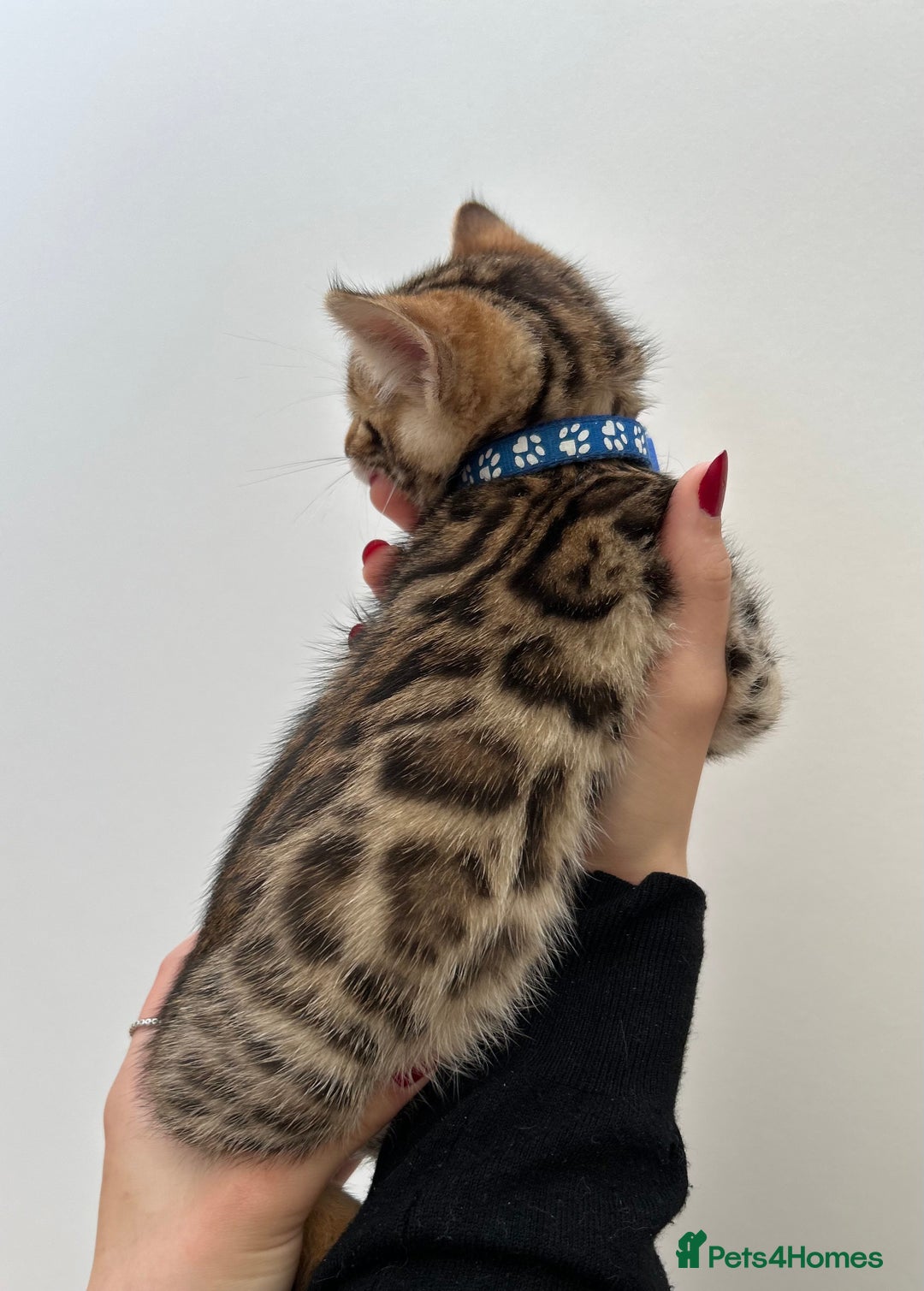 Bengal cats for sale: GORGEOUS PURE BENGAL KITTENS READY TO GO ❤️ - Image 23