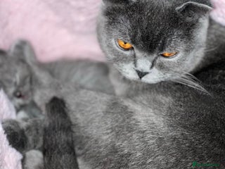 British Shorthair cats - Advert 20