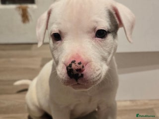 American Bull Staffy dogs STAFF X AMERICAN BULL READY TO LEAVE - Advert 2