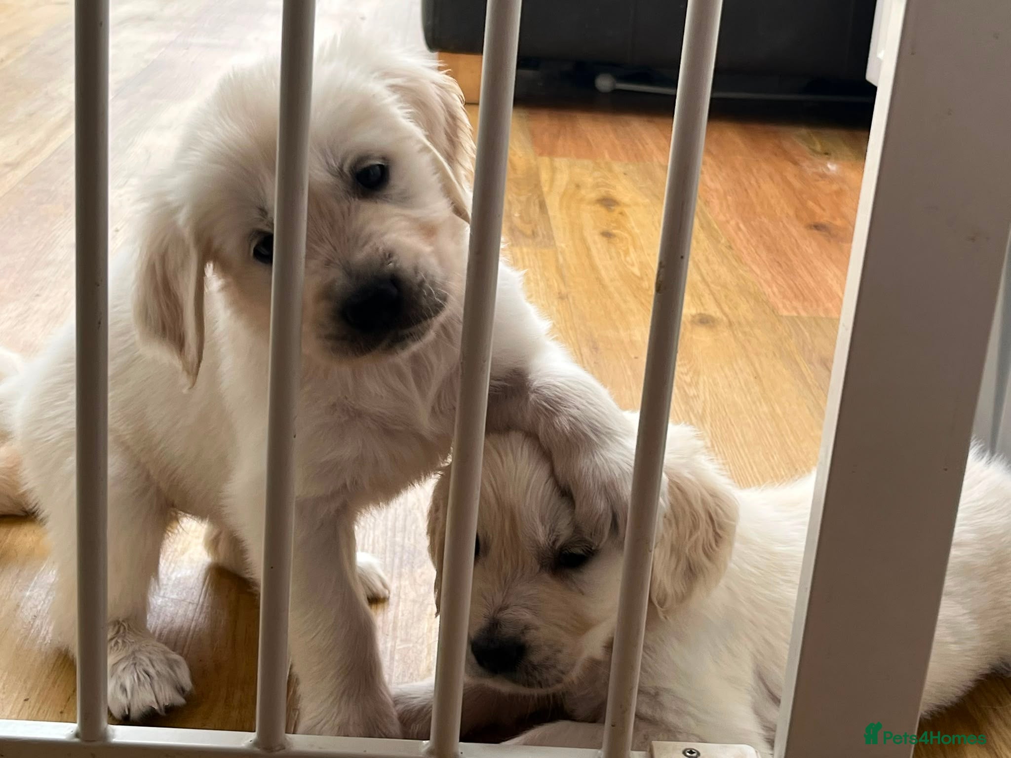Golden Retriever dogs Stunning KC registered cream golden retrievers - Advert 2