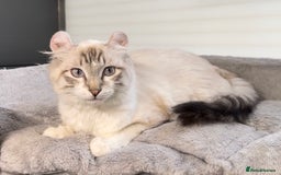 American Curl cats for sale: American curl silver,tabby rare breed - Image 7