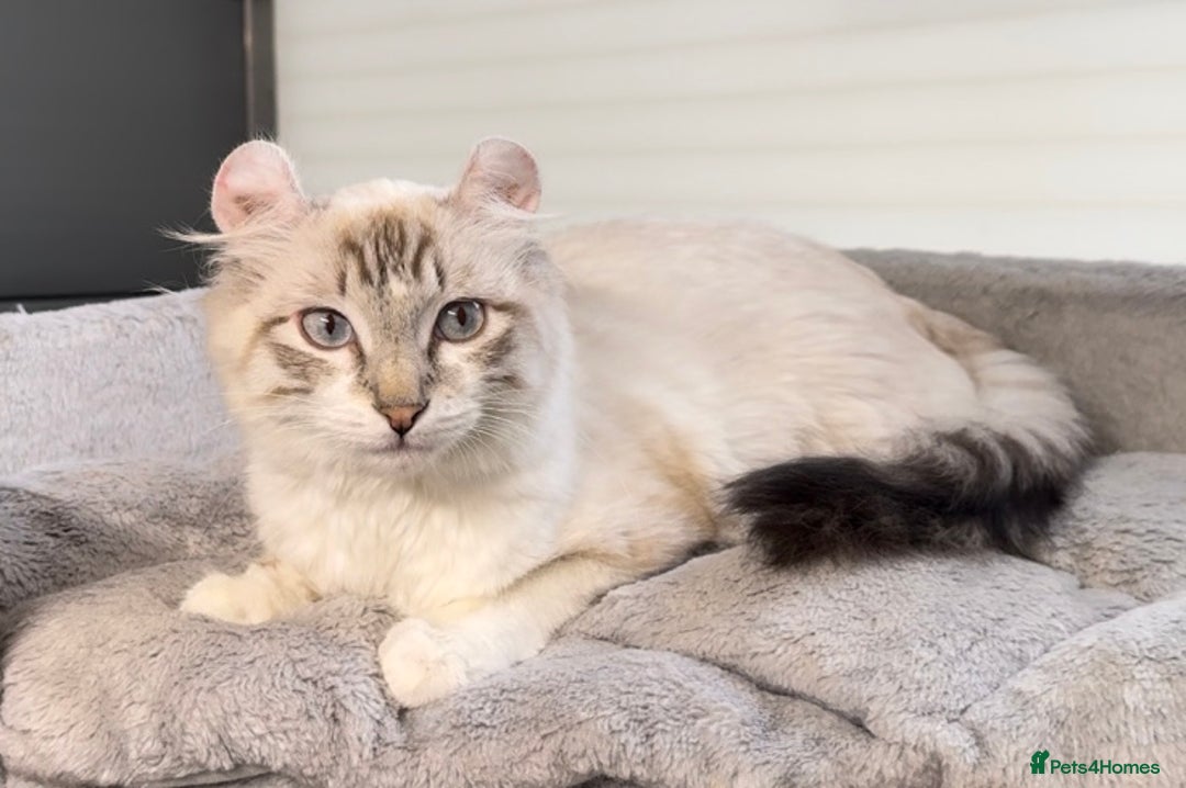 American Curl cats for sale: American curl silver,tabby rare breed - Image 7