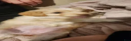 Cockapoo dogs for sale: Cockapoo pups for sale - Advert 19