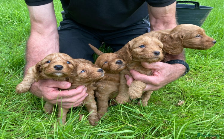 Cockapoo dogs - Advert 6