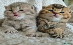 British Shorthair cats for sale: 🩷COMING SOON BUSHTAIL BABIES💙 - Image 6