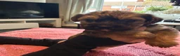 Mixed Breed dogs for sale: Fox terrier cross puppies - Advert 18