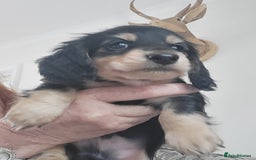 Miniature Dachshund dogs for sale: KC Black and Cream  long haired  - Image 14