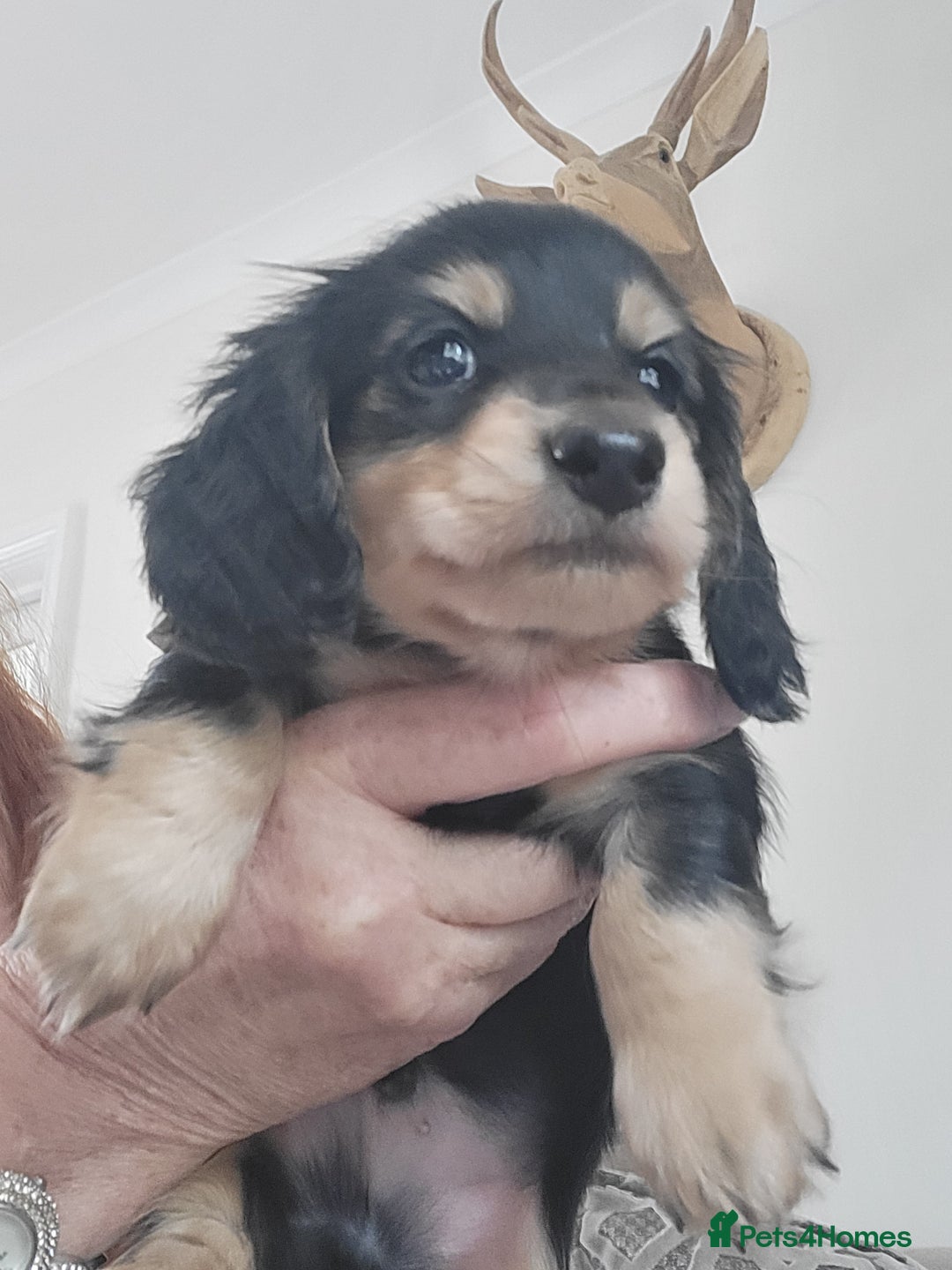 Miniature Dachshund dogs for sale: KC Black and Cream  long haired  - Image 14