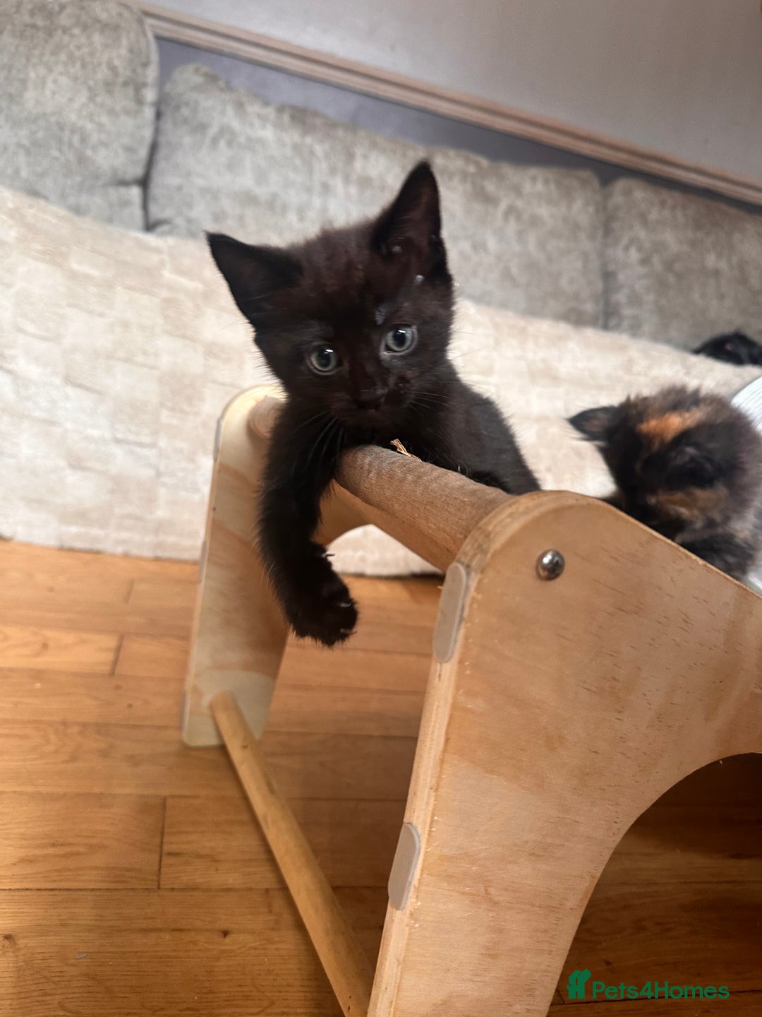 Ragdoll cats for sale: Calico Ragdolls - Image 19