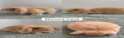 Mini Lop rabbits for sale: Mini Lops looking for Forever Homes - Advert 9