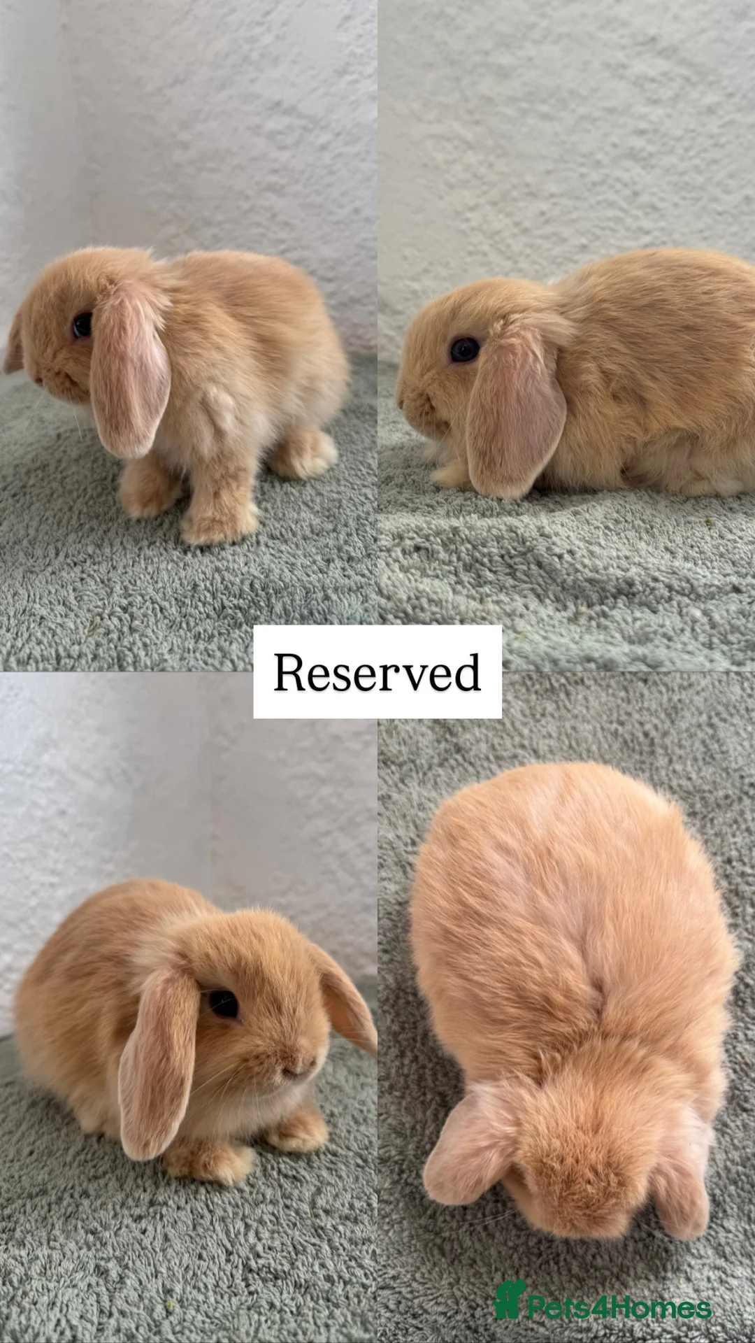 Mini Lop rabbits for sale: Mini Lops looking for Forever Homes - Advert 9