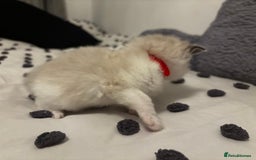 Ragdoll cats for sale: Ragdoll kittens  - Image 22