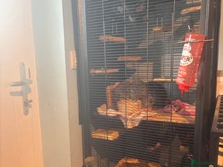 Chinchilla rodents Chinchilla set up and 4 chinchilla - Advert 16