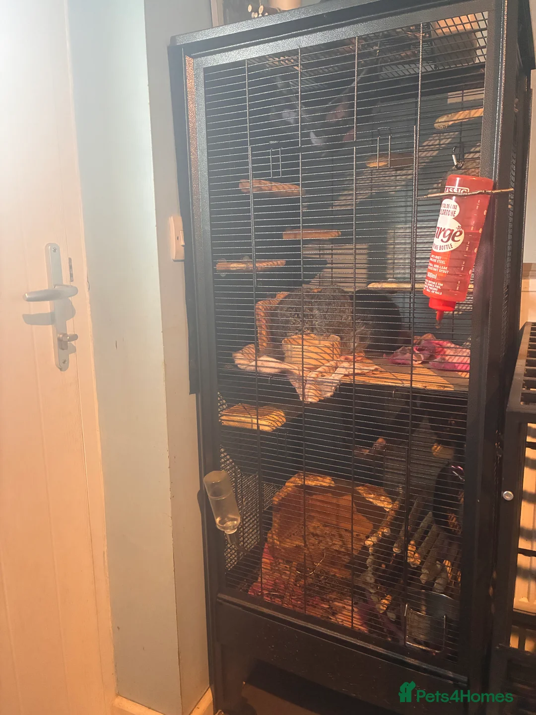 Chinchilla rodents for sale: Chinchilla set up and 4 chinchilla  - Advert 1