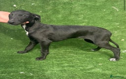 Whippet dogs for sale: Top quality whippet puppies - Image 14