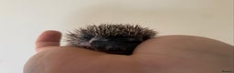 Pygmy Hedgehog rodents for sale: Stunning female hoglets for sale!  - Advert 22
