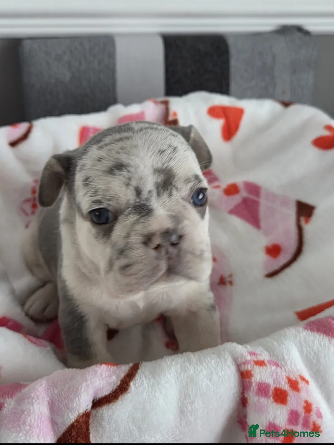 French Bulldog dogs for sale: Beautiful Frenchie puppies - Advert 29