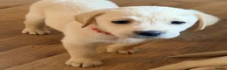 Goldador dogs for sale: 🐾 Stunning Goldador puppies 1 boy available 🐾 - Advert 9