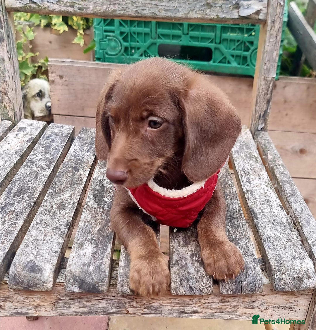 Doxiepoo dogs for sale: Adorable Doxiepoo puppy's  - Image 5