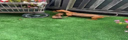 Miniature Dachshund dogs for sale: Miniature Daschund  - Advert 14